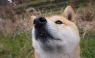 英雄联盟总决赛赛程-沙漠风暴席卷中美洲，久保建英点亮2026世界杯D组，阿联酋用一场横扫定义唯一的足球逻辑