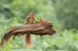 英雄联盟总决赛门票-当浓眉照亮北美之巅，世界杯之夜的美利坚图腾