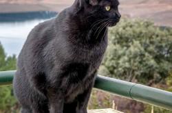 英雄联盟总决赛-速度与荣耀，F1揭幕战之夜，西亚卡姆以赛车精神引领篮球胜利