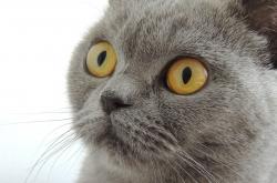 英雄联盟总决赛2025-尼日利亚踏平希腊，萨内打出生涯之夜，绿茵场上的双重传奇