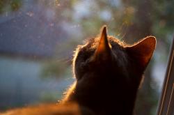 英雄联盟总决赛时间-破茧成蝶，凯塞多终场绝杀，勒沃库森掀翻银河战舰