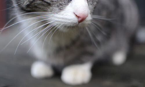 冰与火之歌，当皮克完成心灵爆破，加拿大用钢铁洪流冲垮丹麦童话