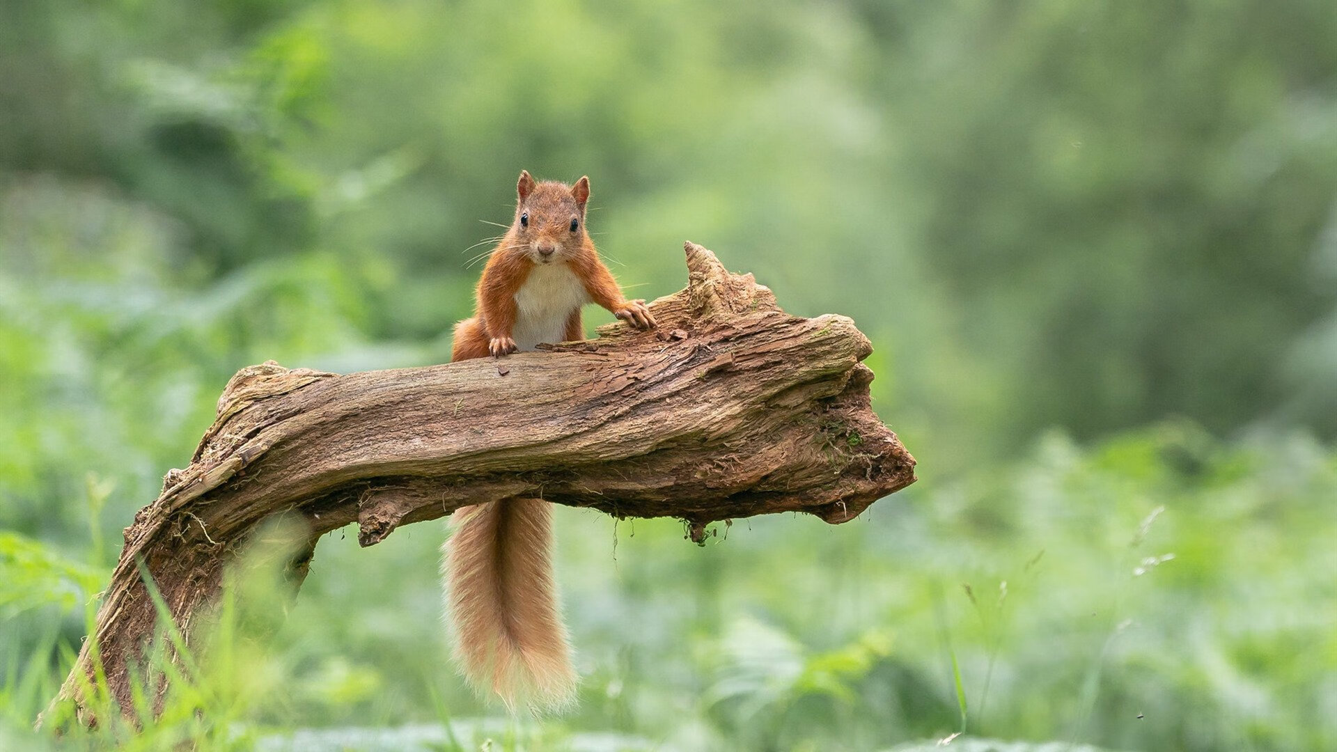 当浓眉照亮北美之巅，世界杯之夜的美利坚图腾