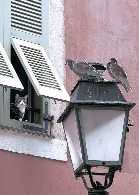 浓眉化身禁区守护神!浙江力克吉林,萨林杰惊艳四座上演攻防统治秀