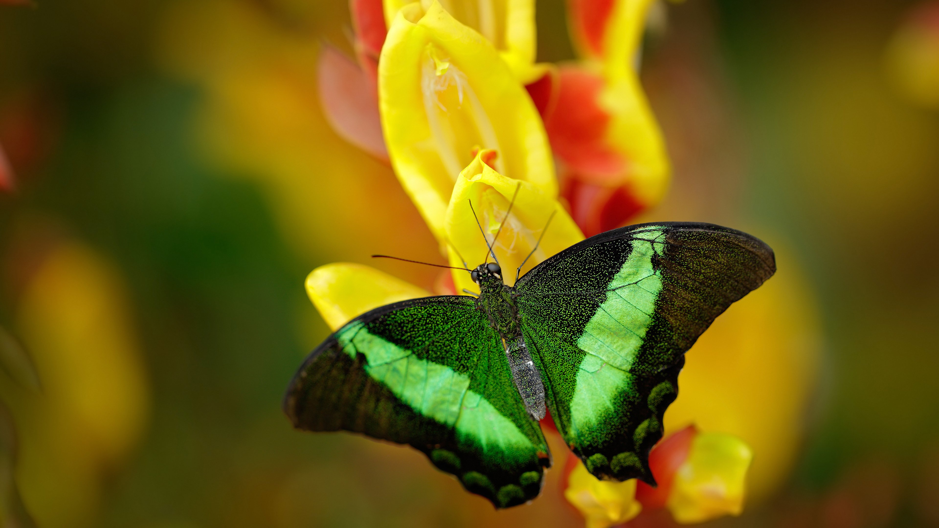 里昂暗夜亮剑,丹麦坚盾难阻凯恩,舞台越巨,战神越狂
