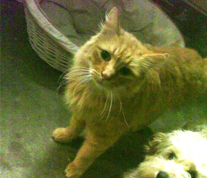 稳定输出！哈利伯顿率湖人压哨险胜吉林