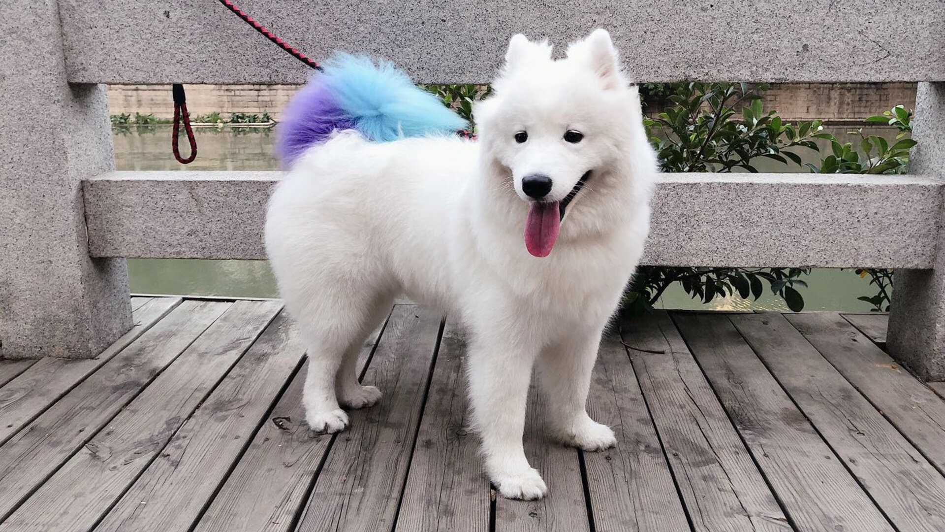 南美风暴席卷东决战场,玻利维亚爆冷精神如何照亮体育世界的暗黑荣耀