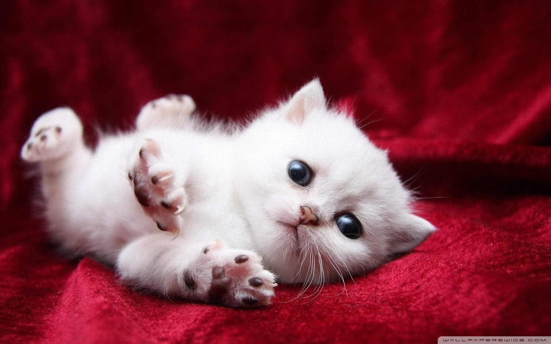 击碎魔咒的92分钟，努涅斯一锤定音，救主比利时闯过新西兰鬼门关