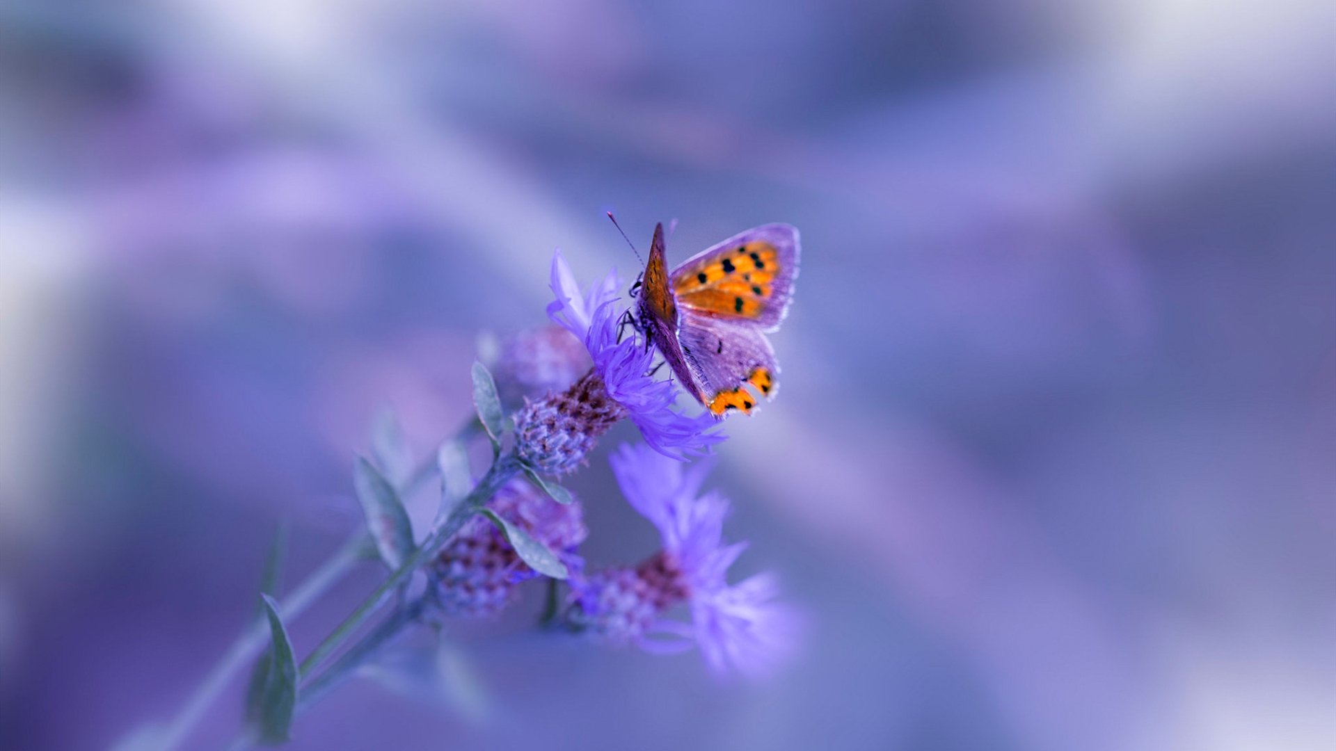 东方雄狮轰塌北美劲旅！马克西单骑救主成定鼎关键先生