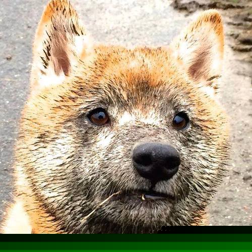 断剑重铸，点石成金，罗德里导演威尔士惊天逆转