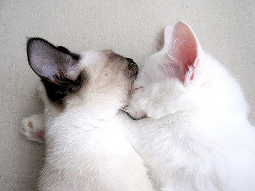 独一份的逆转基因，当詹姆斯在季后赛按下接管键