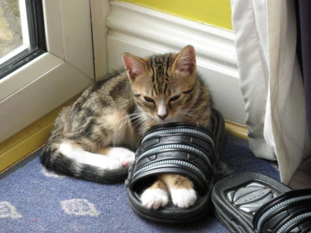 攻防棋局中的胜负手，东决关键战之夜，戈贝尔连续得分拉开差距