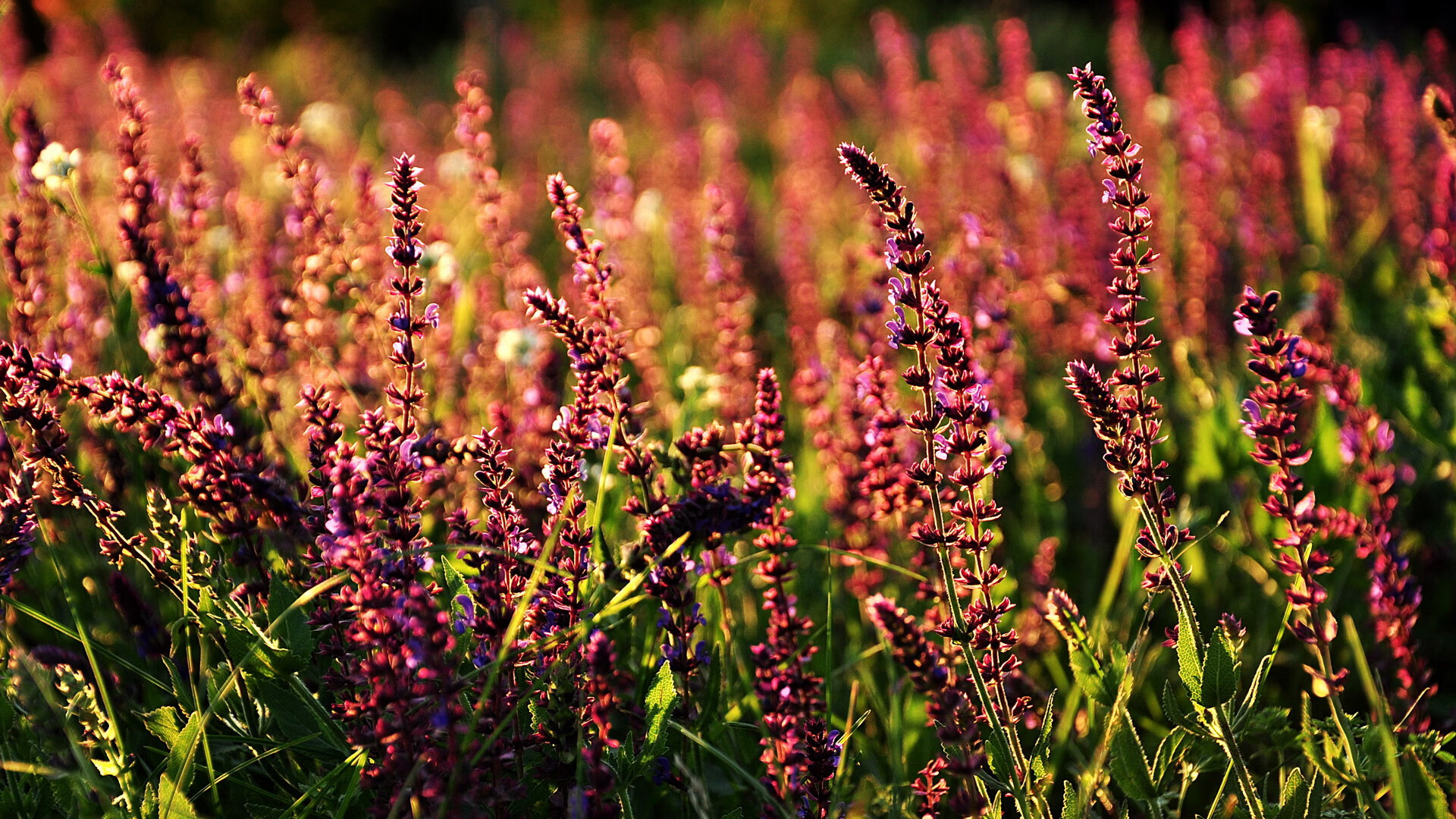 生死时刻的消失术，哈利伯顿如何让辽宁队从领先到蒸发