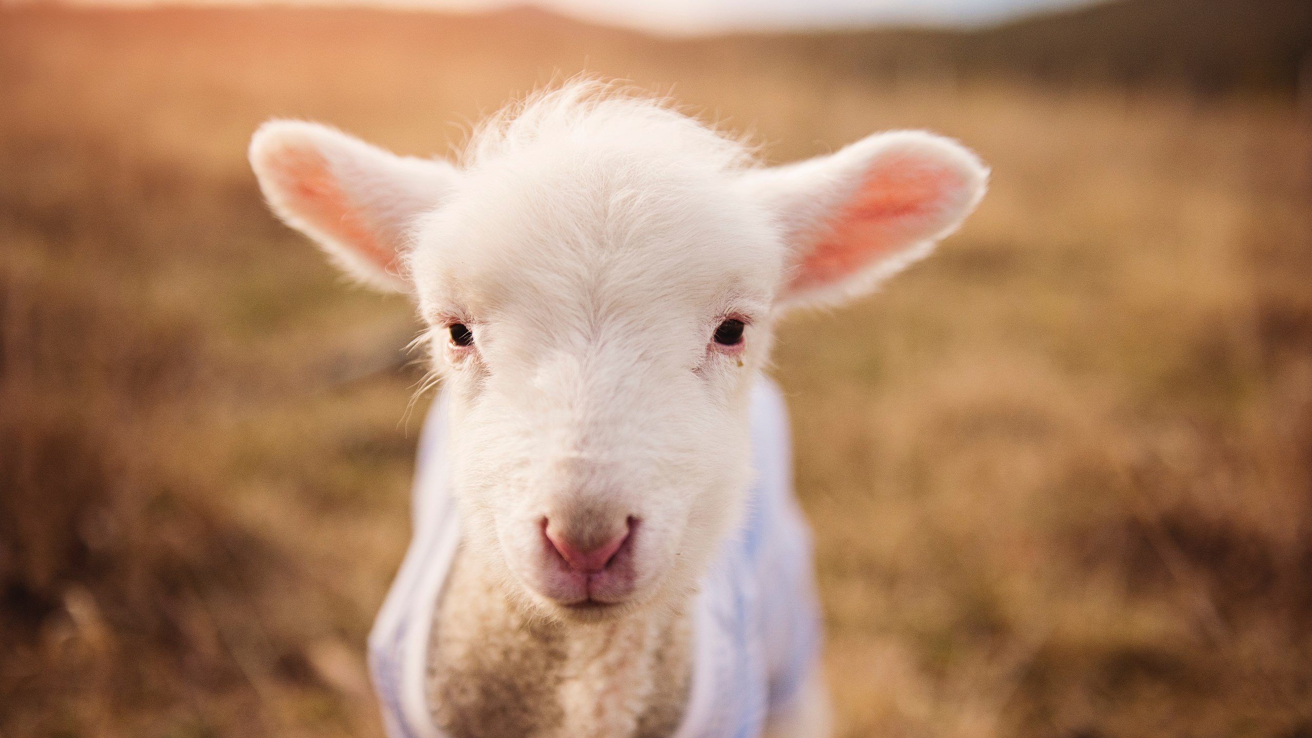 铁血交响曲，当奥地利式严谨在绿茵场上碾碎巴萨的传控幻梦