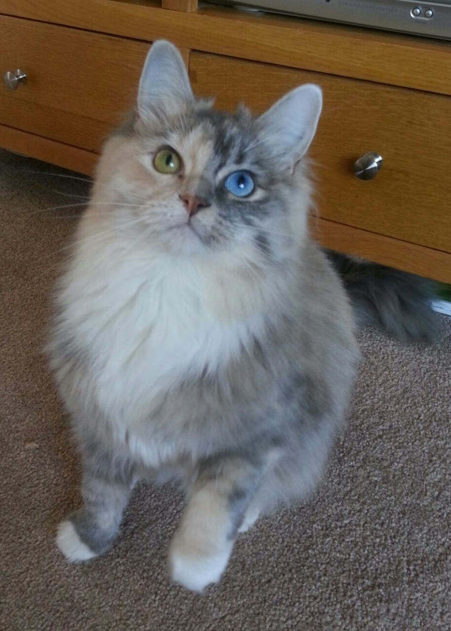 钢铁长城与信念之战,范戴克爆发之夜,红军在多特蒙德的炼狱之巅胜出