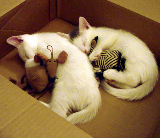 孤岛领航，伦纳德如何用沉默撕裂勇士王朝的最后防线