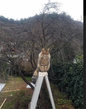 北欧冰霜覆盖南美烈焰，芬兰火力全面压制巴拉圭，迪亚斯不可复制的关键先生之夜