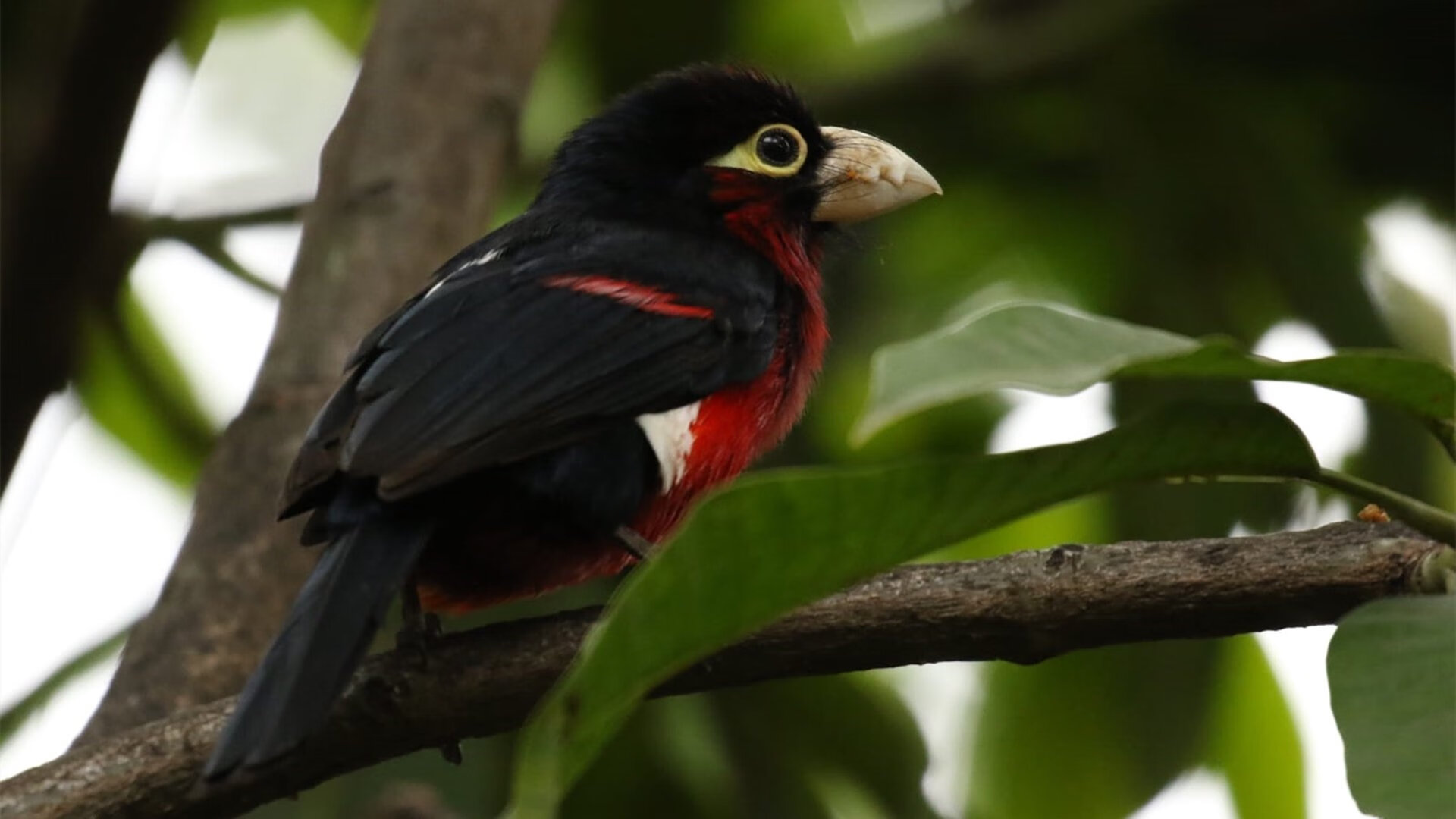 欧联MVP压阵!武切维奇40分三双成美式重锤,活塞单节狂胜诠释东方节奏之殇