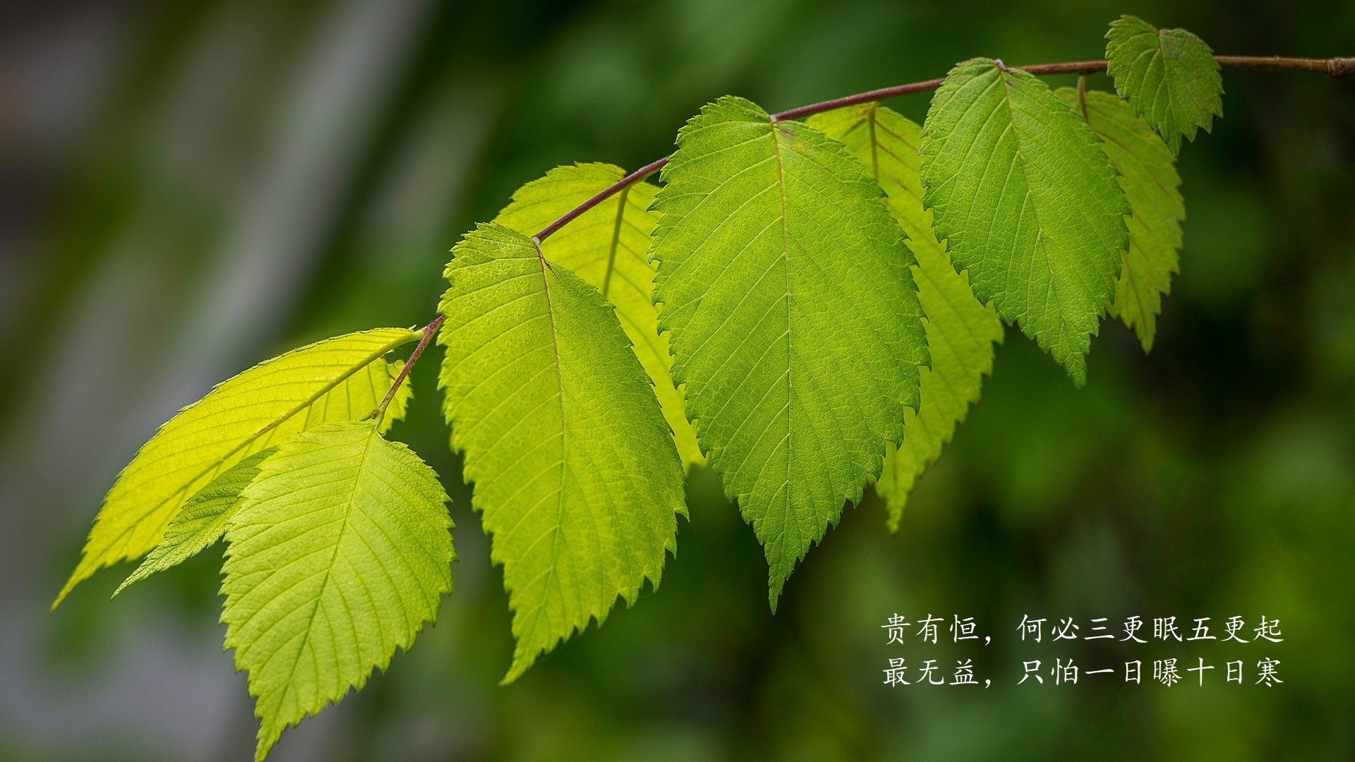 绝地突围,2026世界杯E组生死战,阿根廷逆转乌兹别克斯坦,巴雷拉一人改写命运